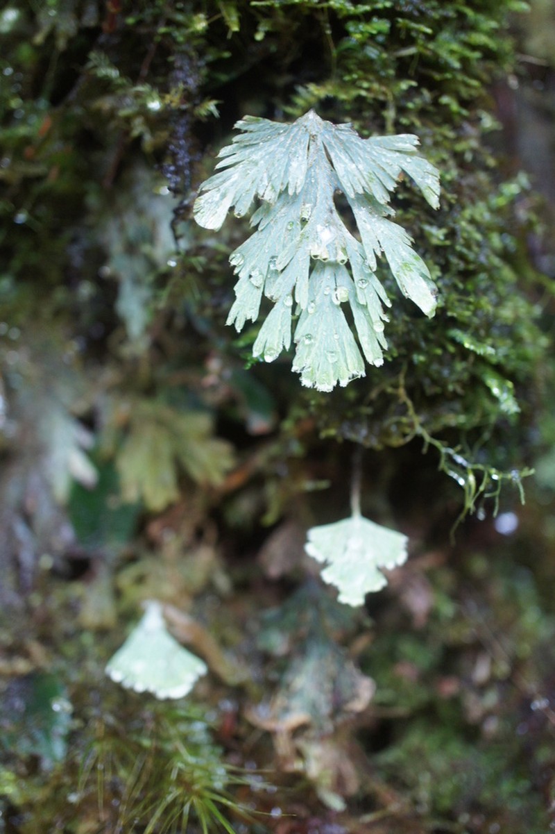 Hymenophyllum pallidum photo 8