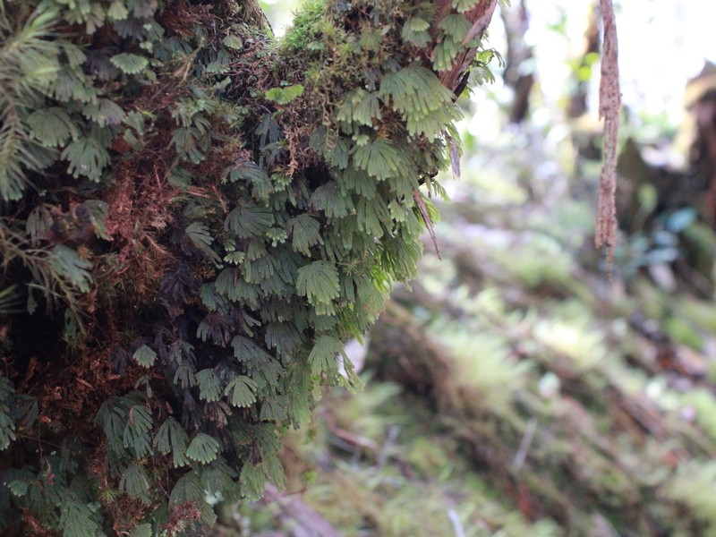 Hymenophyllum palmatifidum