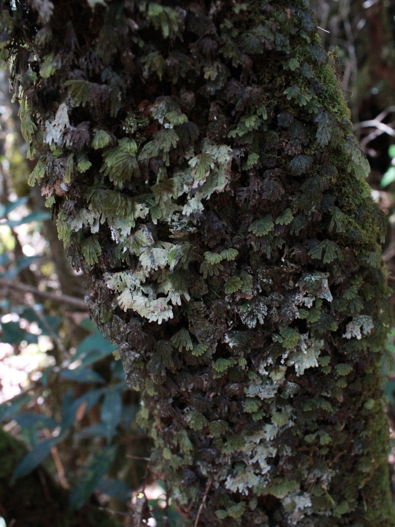 Hymenophyllum palmatifidum photo 2