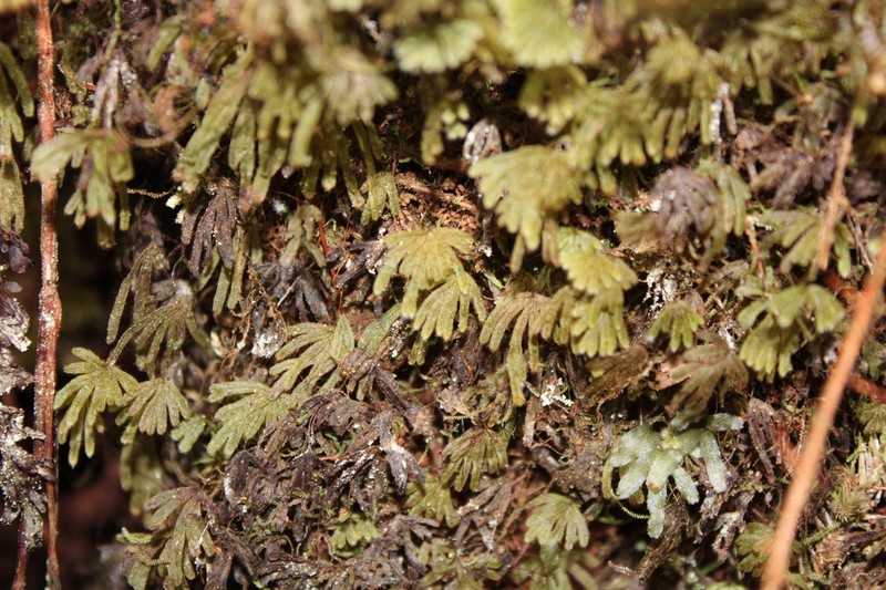 Hymenophyllum palmatifidum photo 3