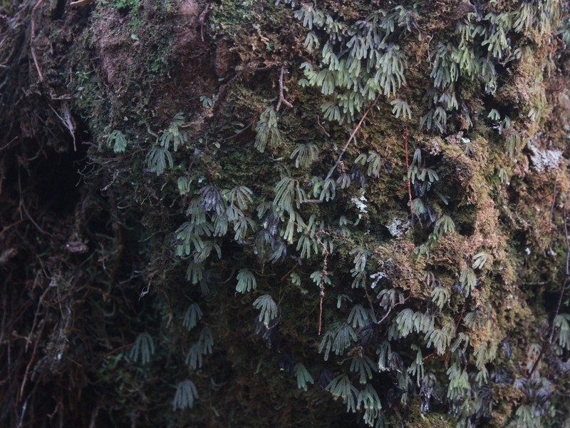 Hymenophyllum palmatifidum photo 4