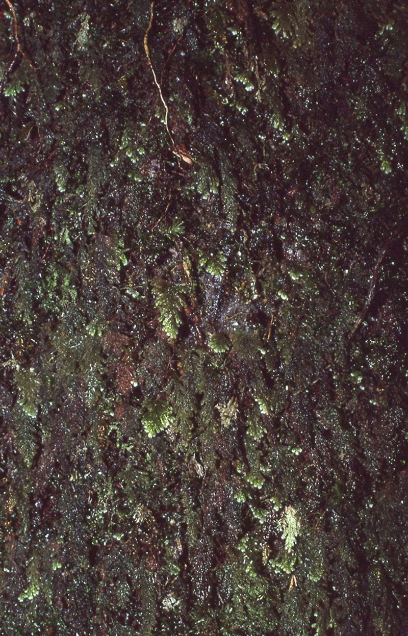 Hymenophyllum palmatifidum photo 5