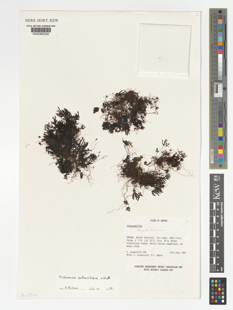 Hymenophyllum palmatifidum photo 7