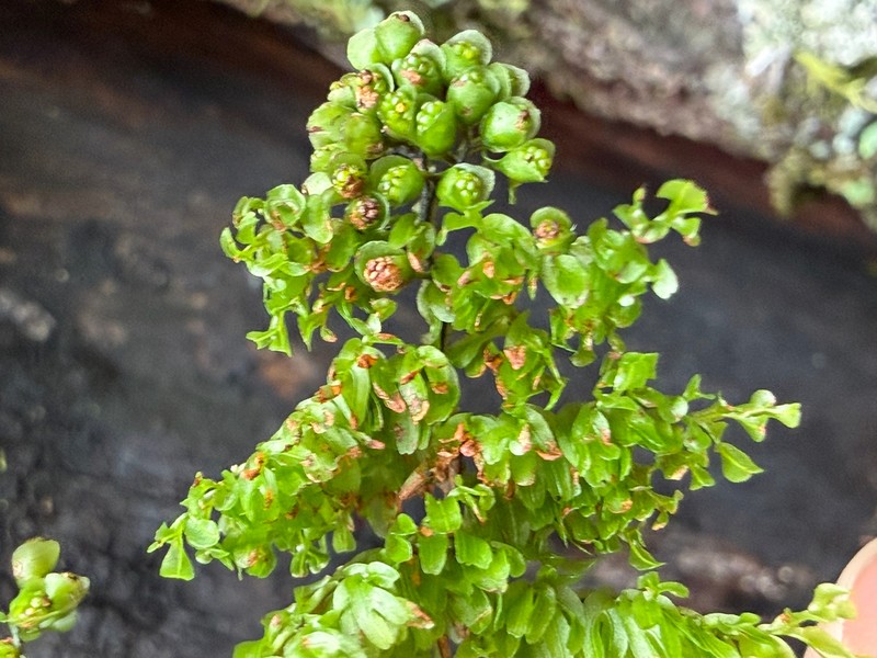 Hymenophyllum paniculiflorum