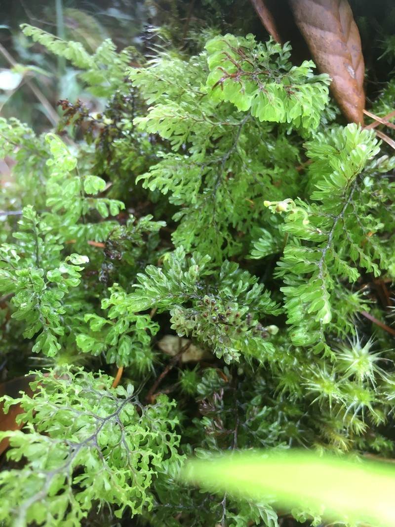 Hymenophyllum paniculiflorum photo 2