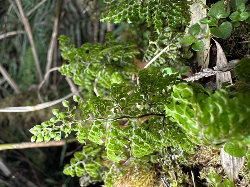 Hymenophyllum paniculiflorum photo 3