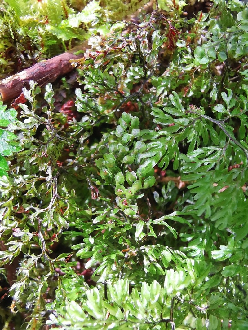 Hymenophyllum paniculiflorum photo 4
