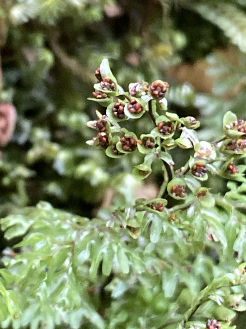 Hymenophyllum paniculiflorum photo 5