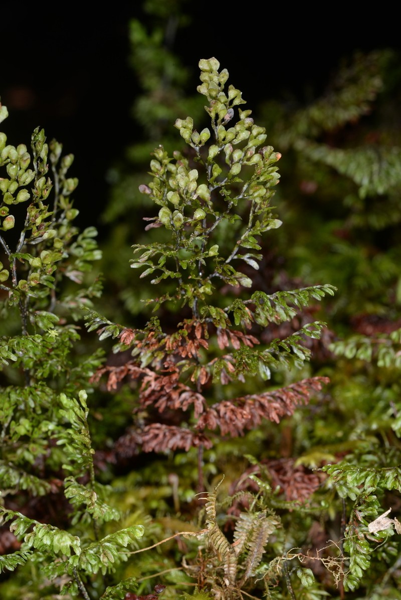Hymenophyllum paniculiflorum photo 6