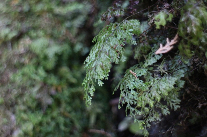 Hymenophyllum paniculiflorum photo 7