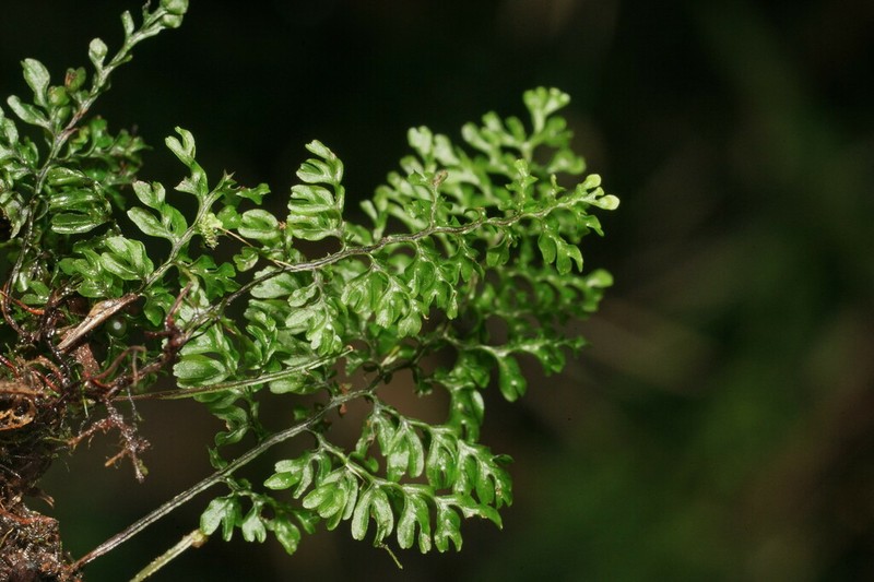 Hymenophyllum paniculiflorum photo 8