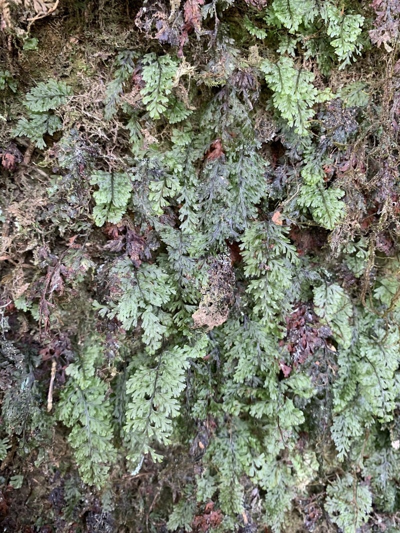 Hymenophyllum parallelocarpum