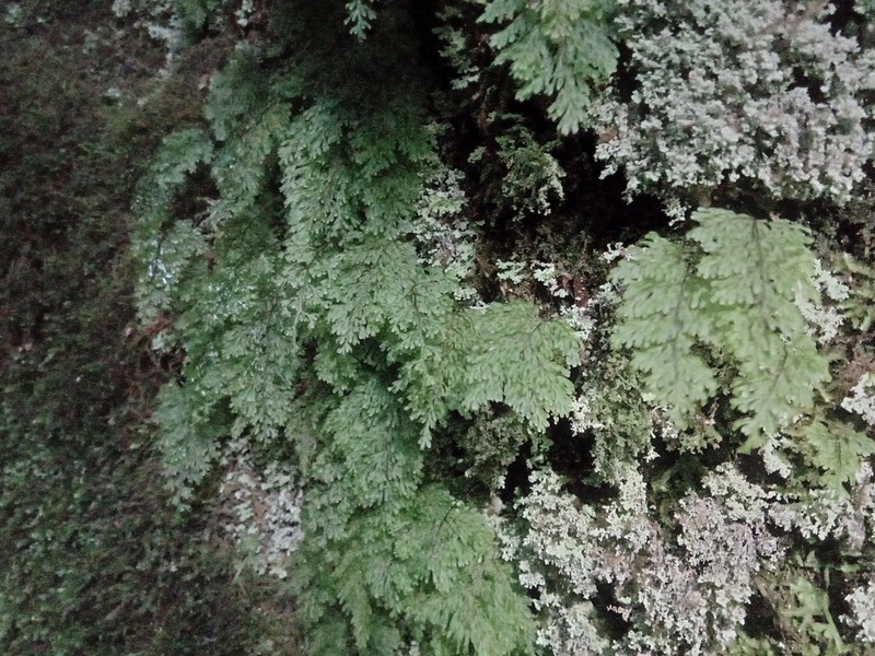 Hymenophyllum parallelocarpum photo 2