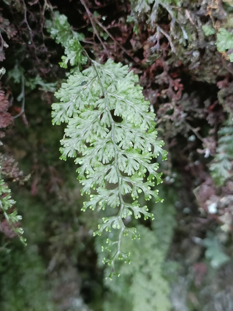 Hymenophyllum parallelocarpum photo 3