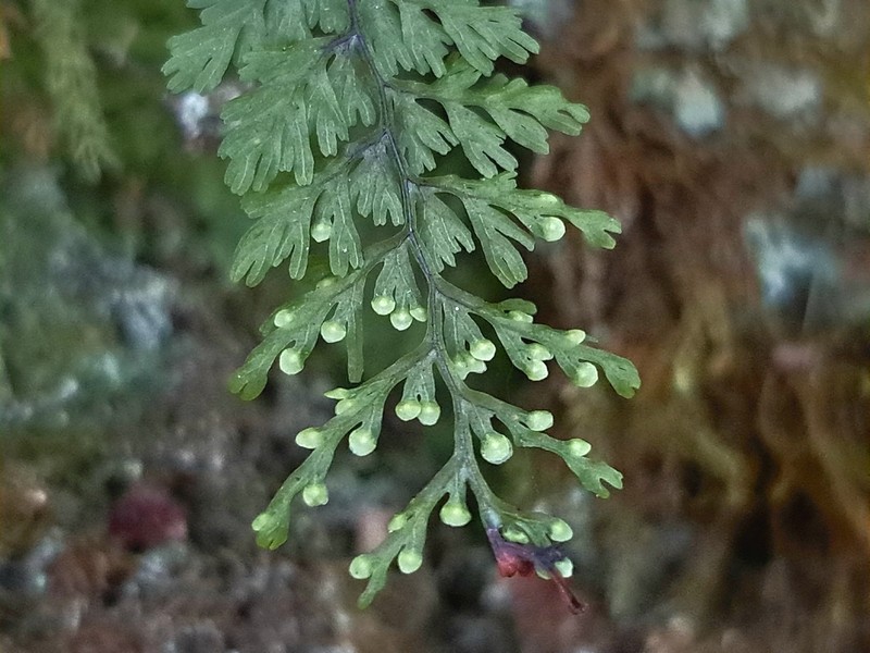 Hymenophyllum parallelocarpum photo 4