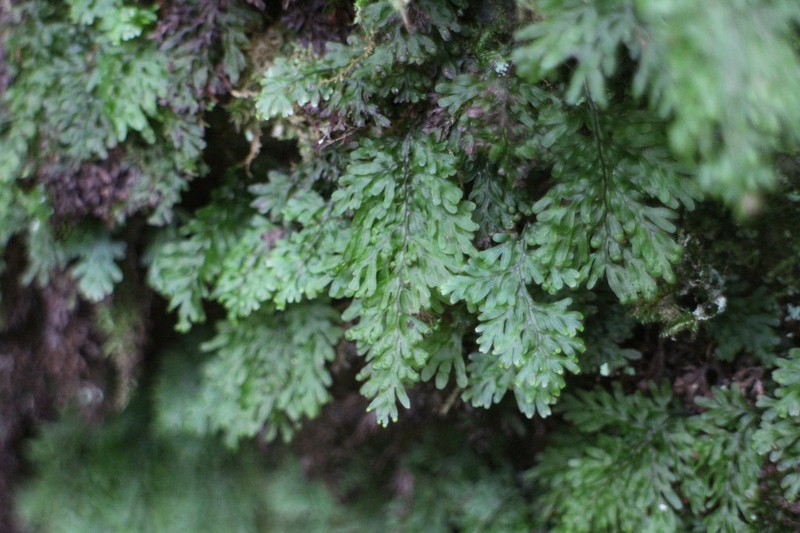 Hymenophyllum parallelocarpum photo 5
