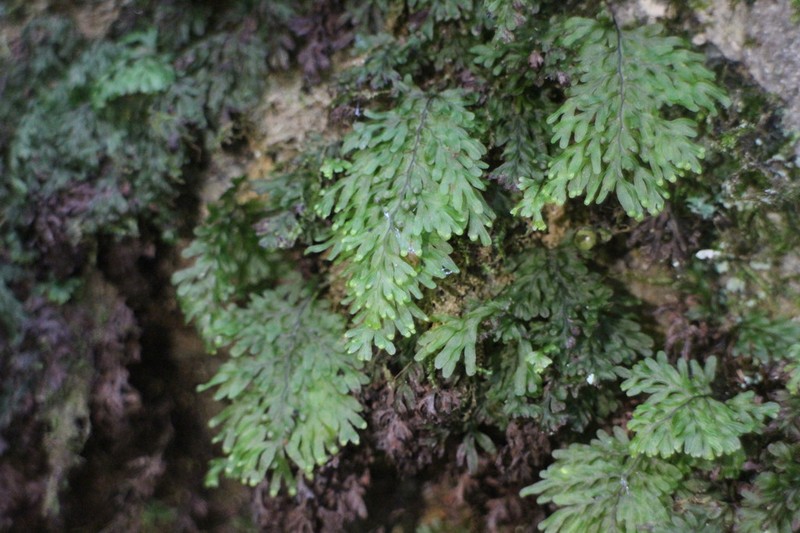 Hymenophyllum parallelocarpum photo 6