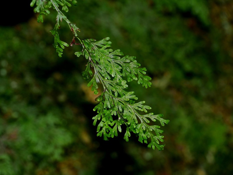 Hymenophyllum parallelocarpum photo 7