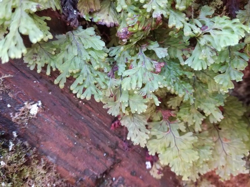 Hymenophyllum parallelocarpum photo 8