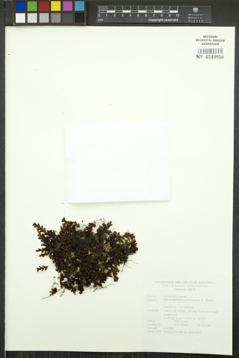 Jamaican Filmy Fern
