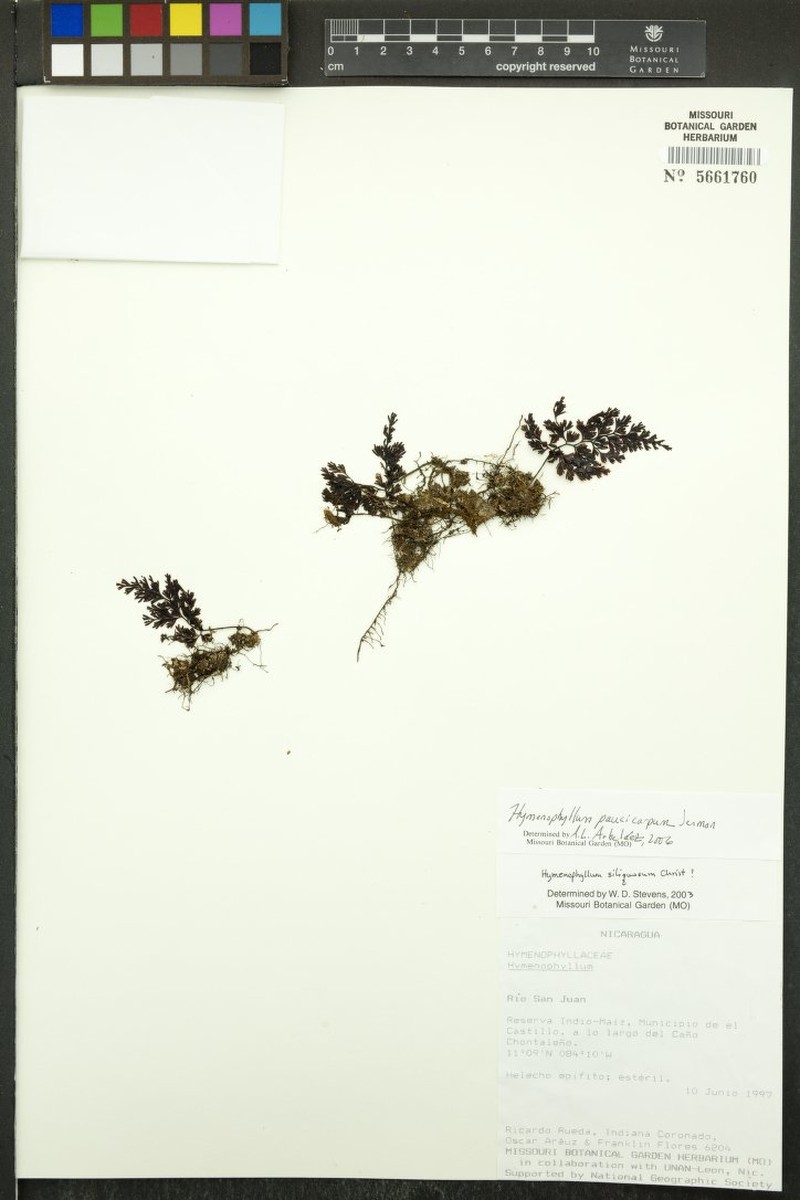 Jamaican Filmy Fern photo 2