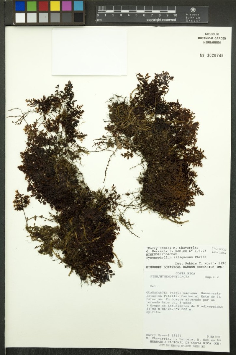 Jamaican Filmy Fern photo 4