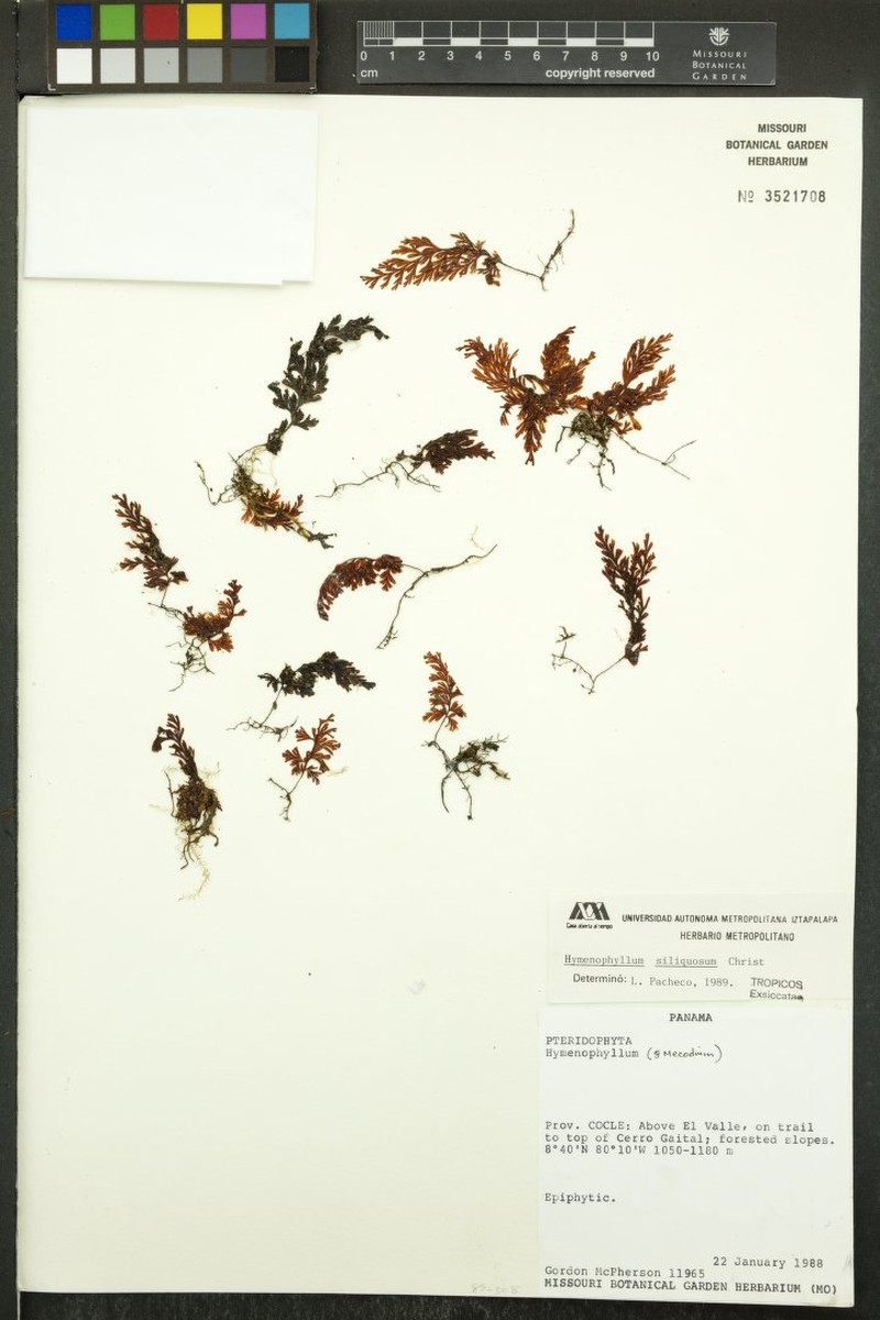 Jamaican Filmy Fern photo 5
