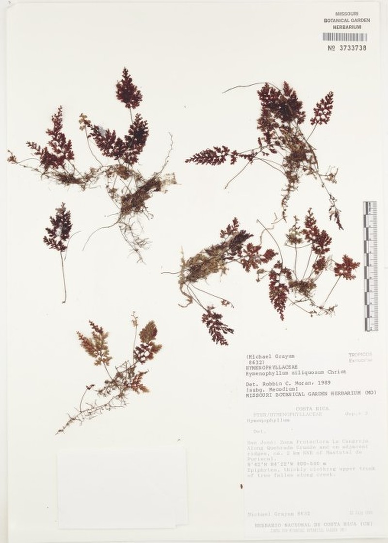 Jamaican Filmy Fern photo 6