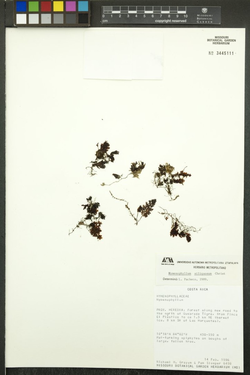 Jamaican Filmy Fern photo 8
