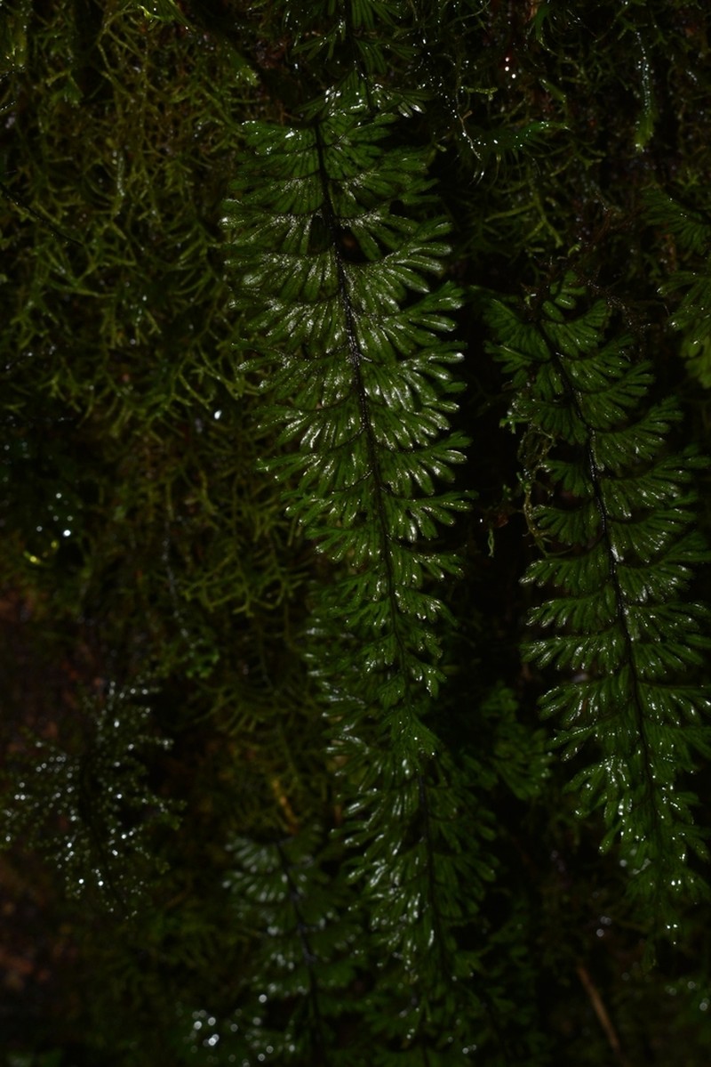 Hymenophyllum pectinatum