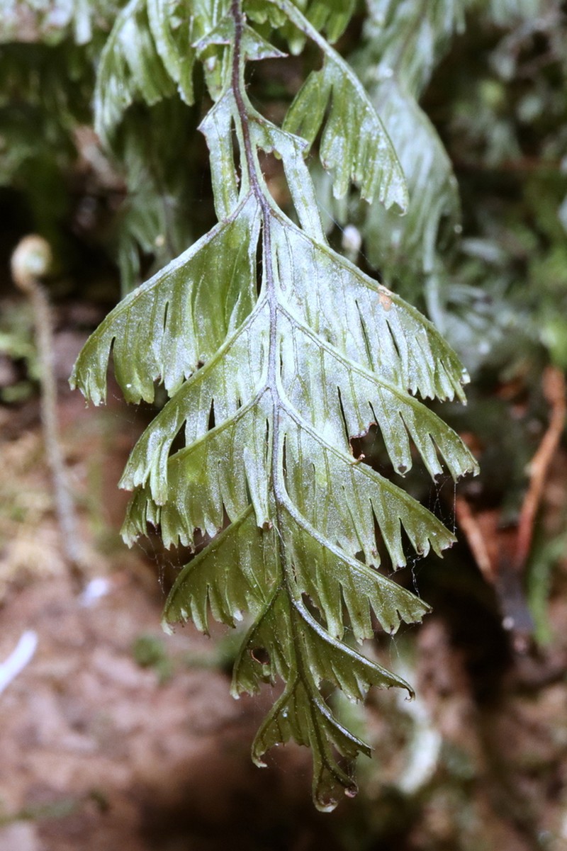 Hymenophyllum pectinatum photo 2