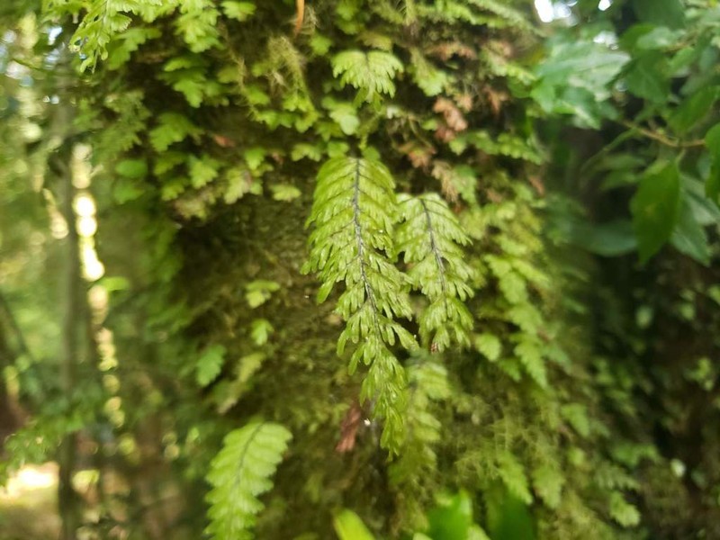 Hymenophyllum pectinatum photo 3