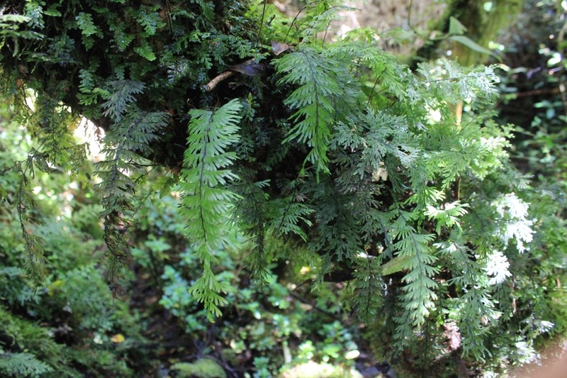 Hymenophyllum pectinatum photo 4