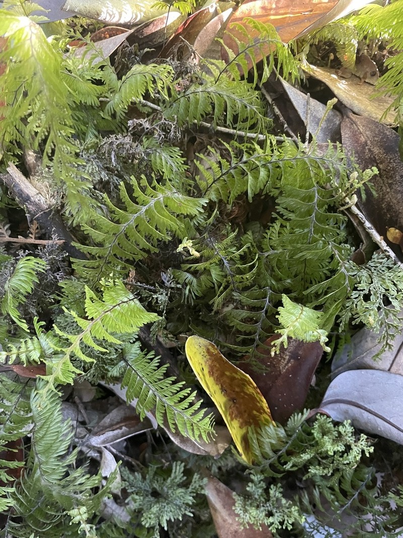Hymenophyllum pectinatum photo 5