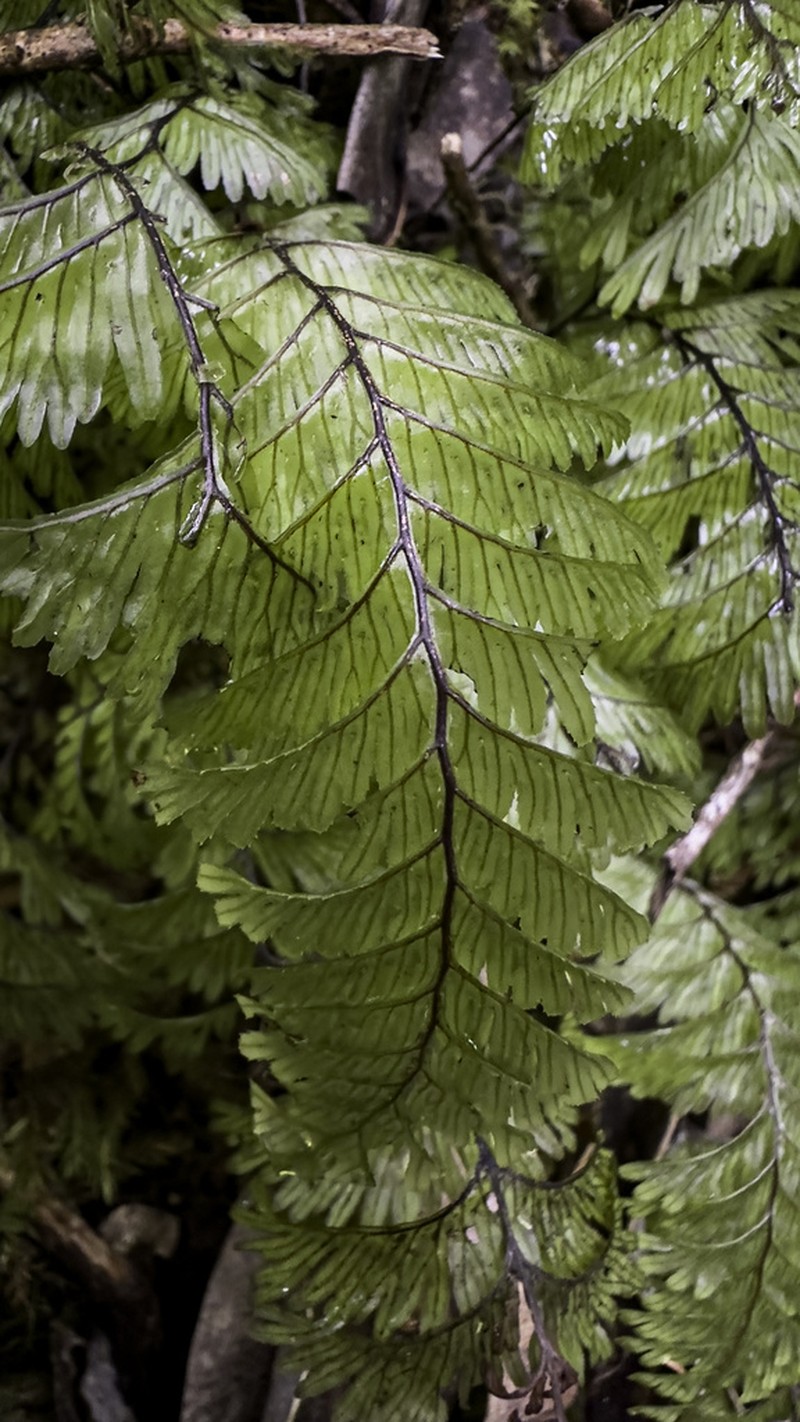 Hymenophyllum pectinatum photo 6