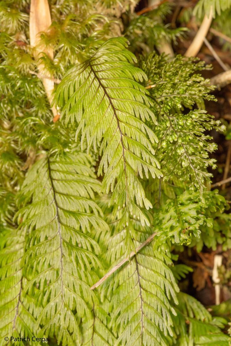 Hymenophyllum pectinatum photo 7