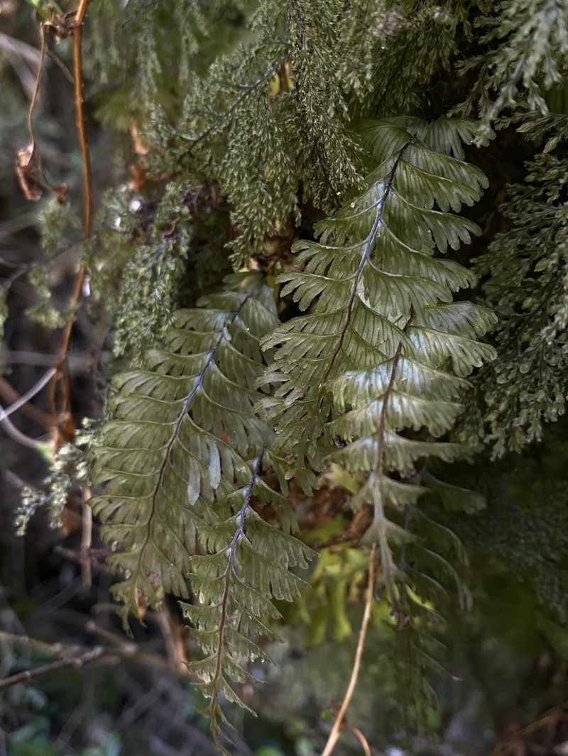 Hymenophyllum pectinatum photo 8