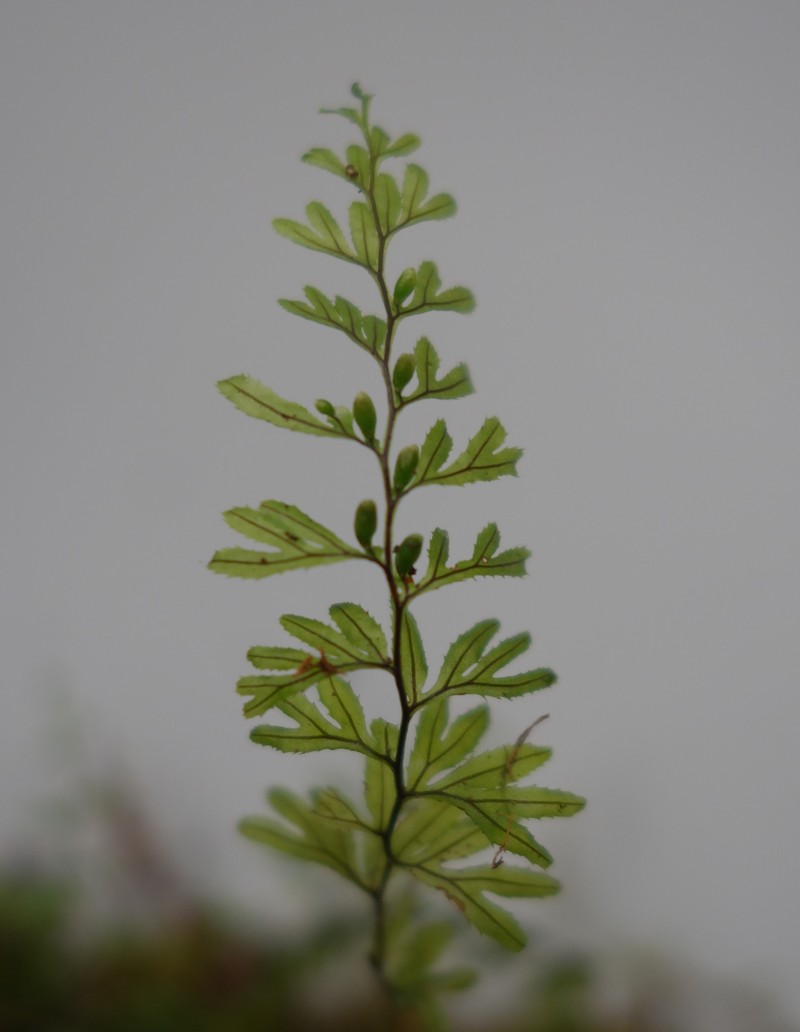 Hymenophyllum peltatum