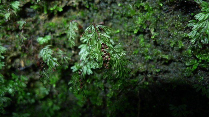 Hymenophyllum peltatum photo 2