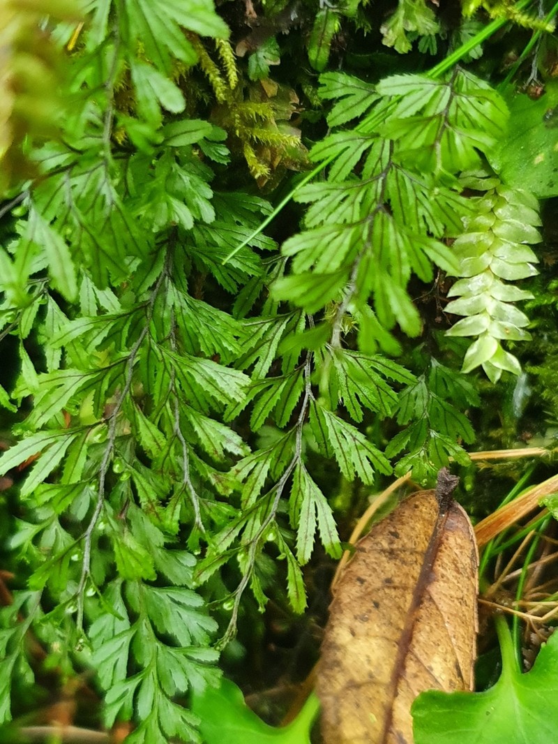 Hymenophyllum peltatum photo 3