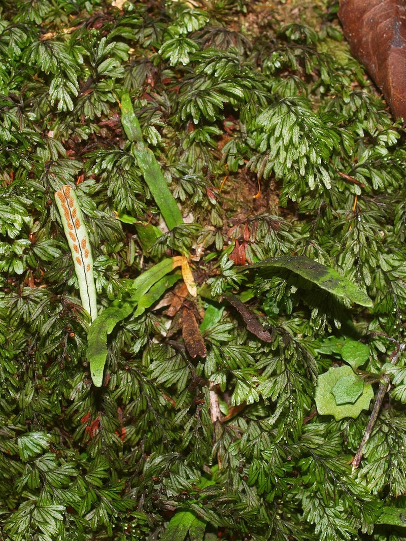 Hymenophyllum peltatum photo 4