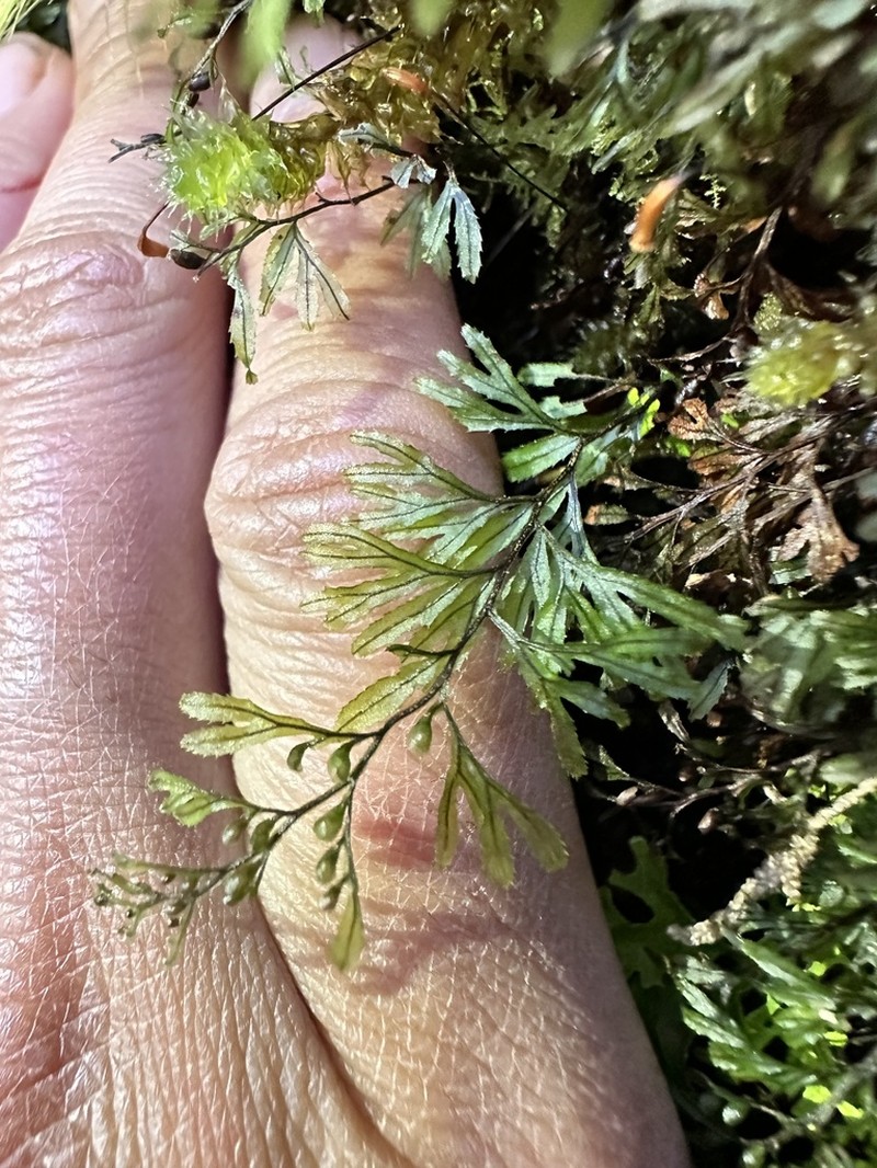 Hymenophyllum peltatum photo 6