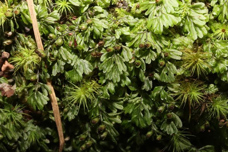 Hymenophyllum peltatum photo 7