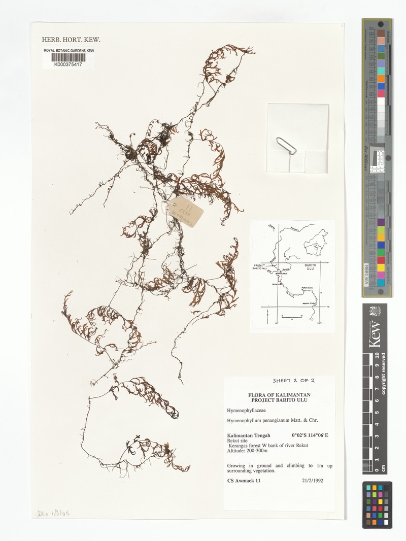 Hymenophyllum penangianum