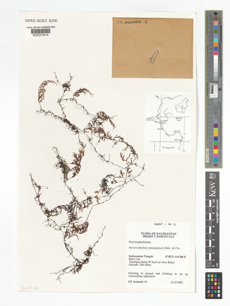 Hymenophyllum penangianum photo 2