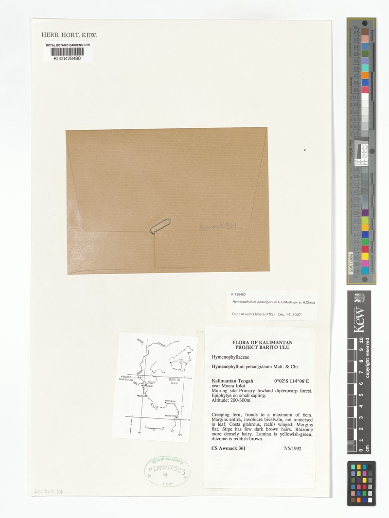 Hymenophyllum penangianum photo 3