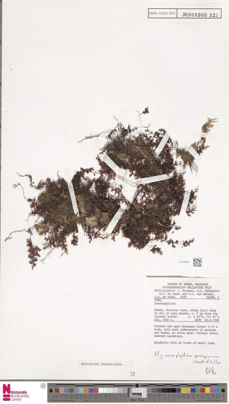 Hymenophyllum penangianum photo 4
