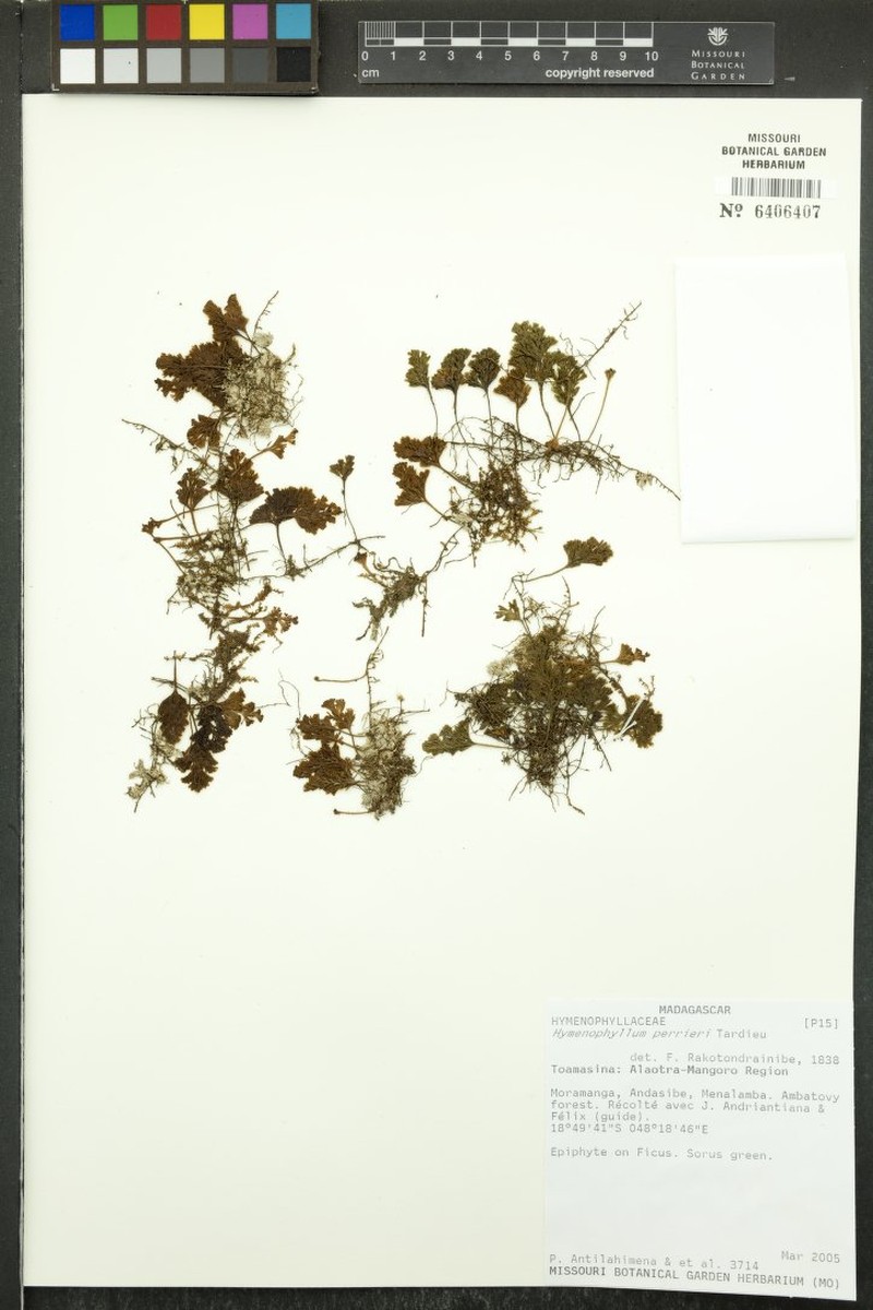 Hymenophyllum perrieri