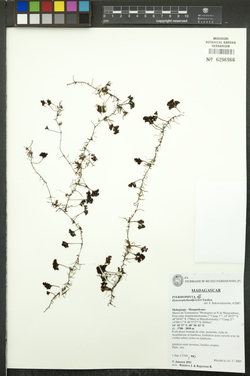 Hymenophyllum perrieri photo 2