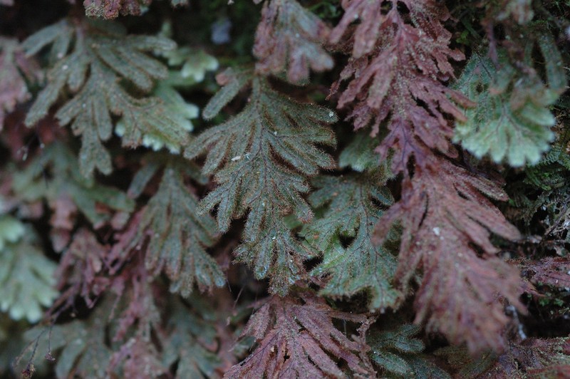 Hymenophyllum pilosissimum